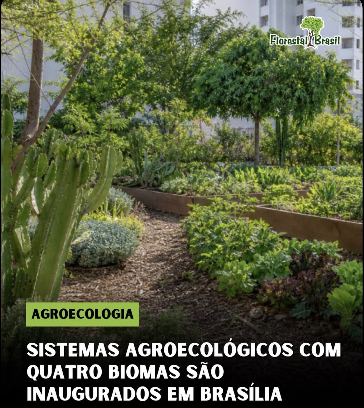 No momento, você está visualizando Cultiva Lab transforma área no centro de Brasília em laboratório vivo de educação ambiental